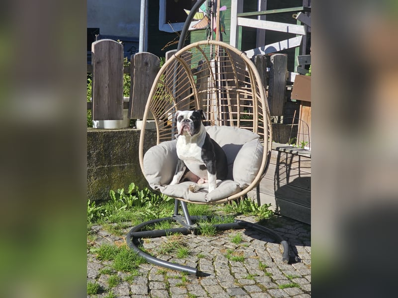 OEB, Old english Bulldogge, Rüde,  2,5 Jahre sucht liebevolles Zuhause