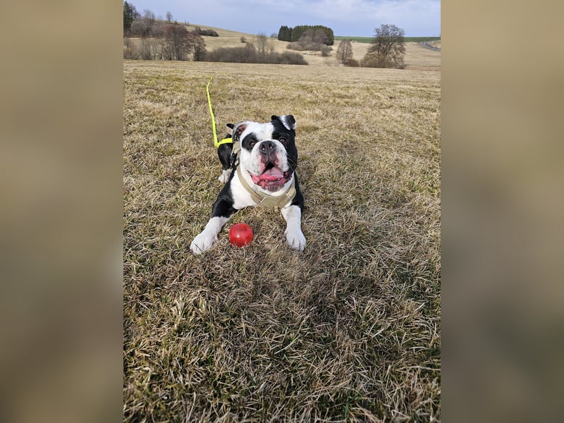 OEB, Old english Bulldogge, Rüde,  2,5 Jahre sucht liebevolles Zuhause