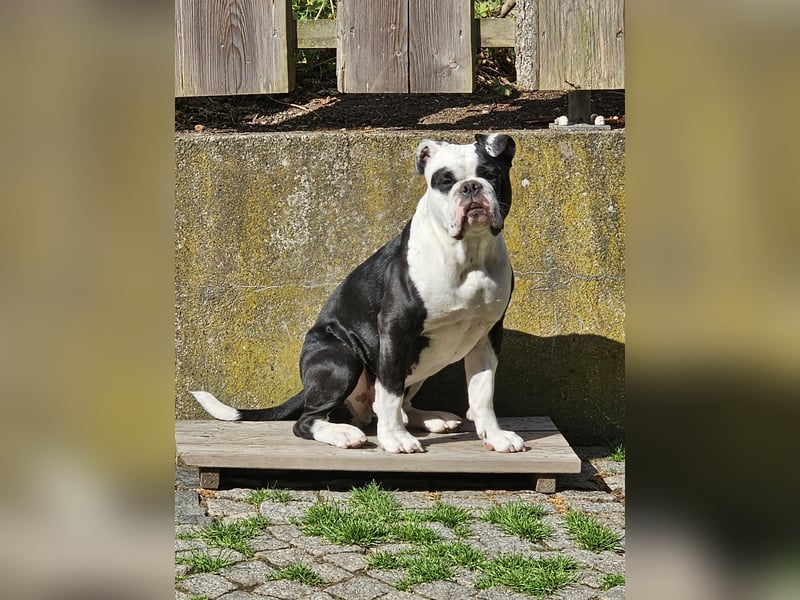 OEB, Old english Bulldogge, Rüde,  2,5 Jahre sucht liebevolles Zuhause