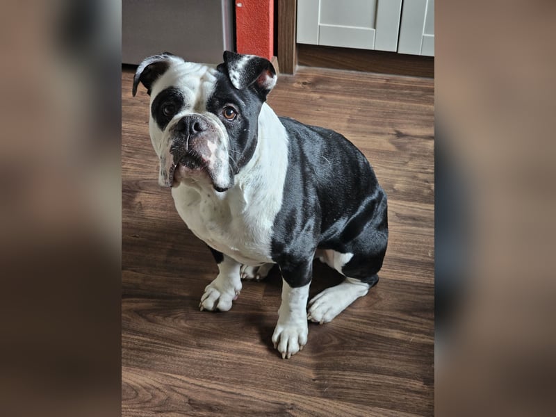 OEB, Old english Bulldogge, Rüde,  2,5 Jahre sucht liebevolles Zuhause