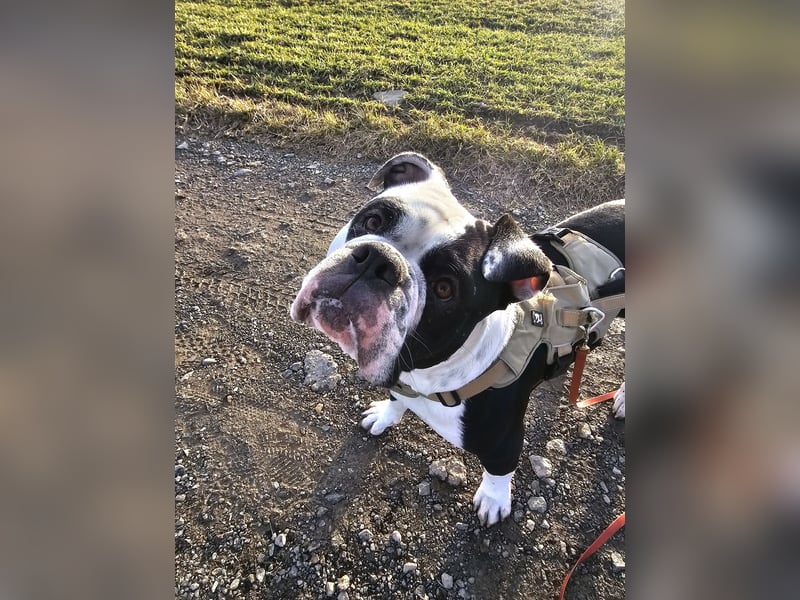 OEB, Old english Bulldogge, Rüde,  2,5 Jahre sucht liebevolles Zuhause