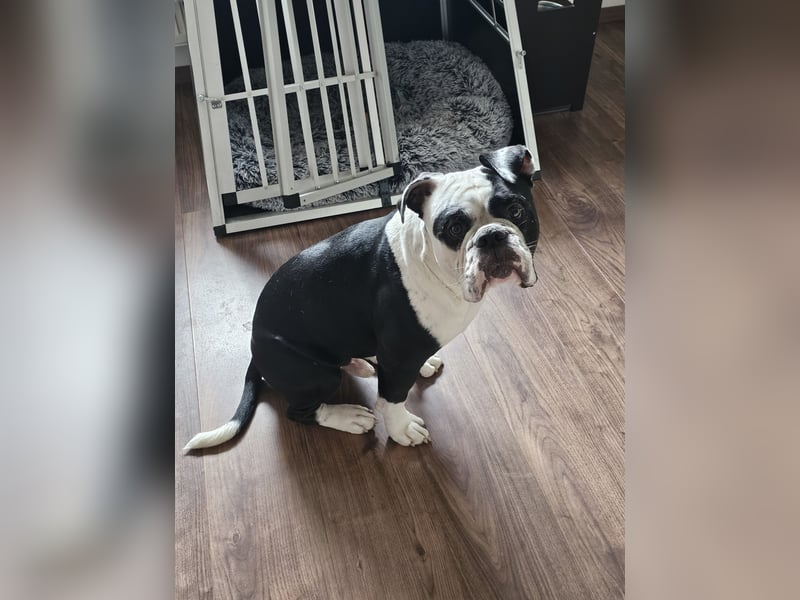 OEB, Old english Bulldogge, Rüde,  2,5 Jahre sucht liebevolles Zuhause