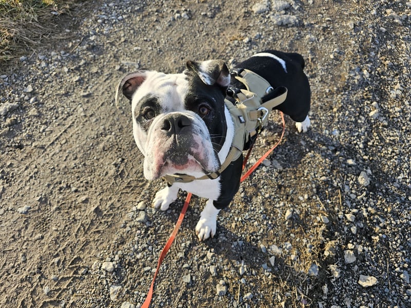 OEB, Old english Bulldogge, Rüde,  2,5 Jahre sucht liebevolles Zuhause
