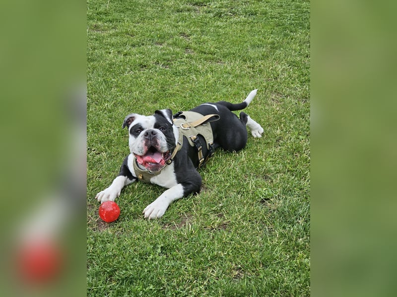 OEB, Old english Bulldogge, Rüde,  2,5 Jahre sucht liebevolles Zuhause