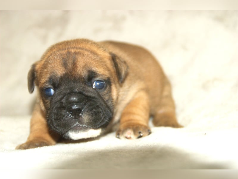 Continental Bulldog Welpen VDH/CBCD - The Loki Bull