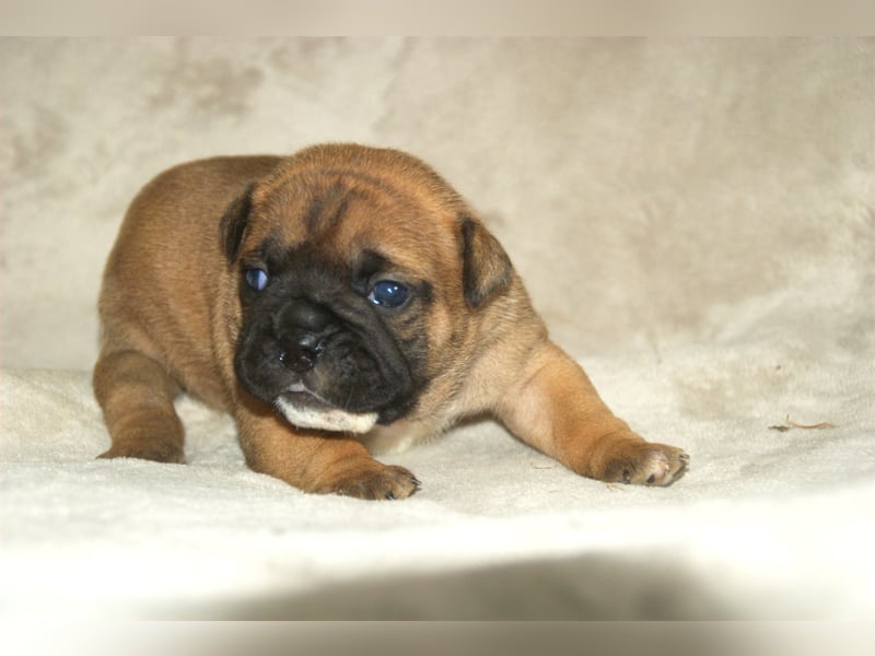 Continental Bulldog Welpen VDH/CBCD - The Loki Bull