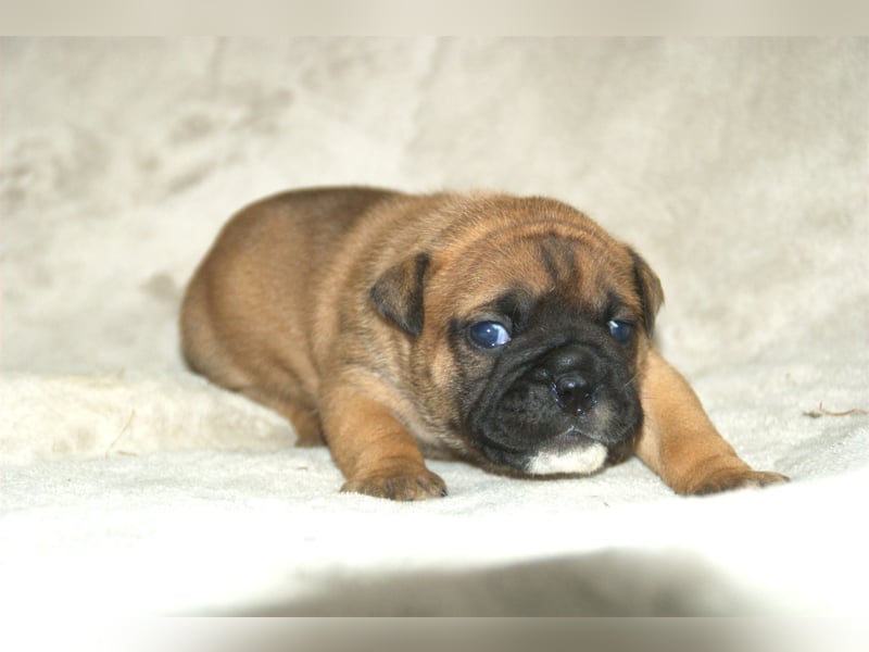 Continental Bulldog Welpen VDH/CBCD - The Loki Bull