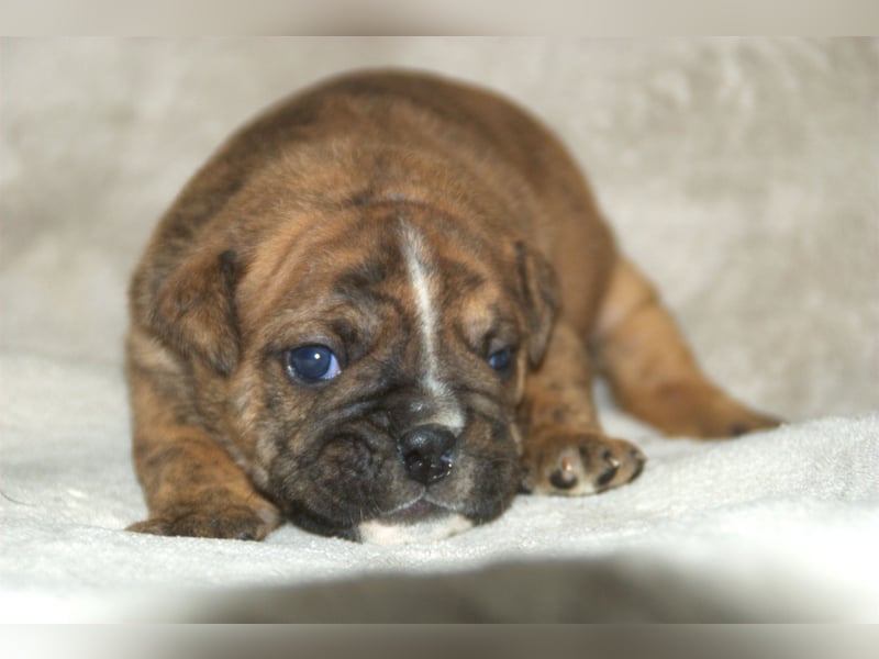 Continental Bulldog Welpen VDH/CBCD - The Loki Bull