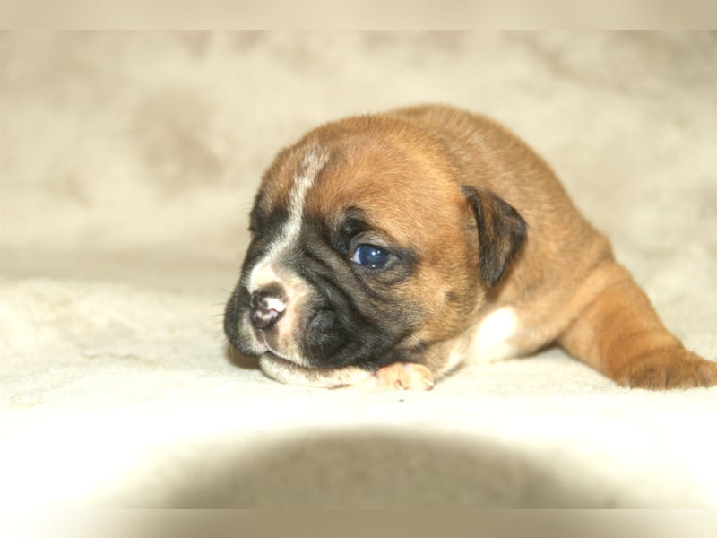 Continental Bulldog Welpen VDH/CBCD - The Loki Bull