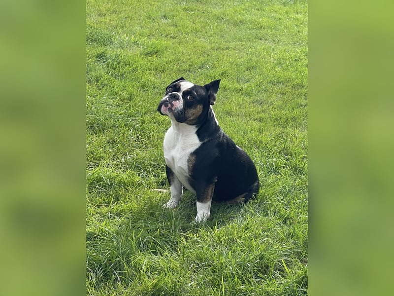 Old englische Bulldogge