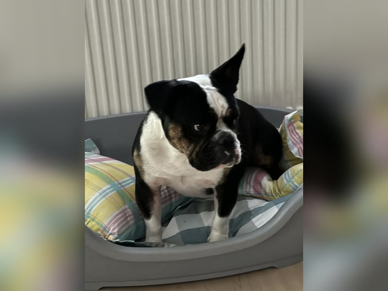 Old englische Bulldogge