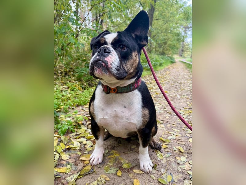 Old englische Bulldogge