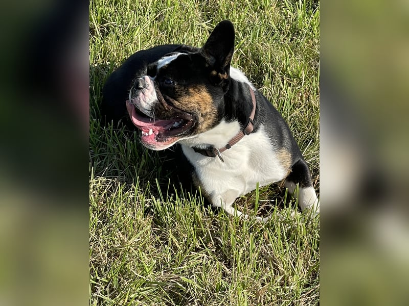 Old englische Bulldogge