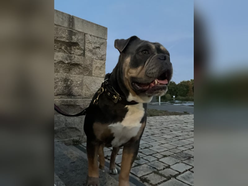 Old englisch Bulldog