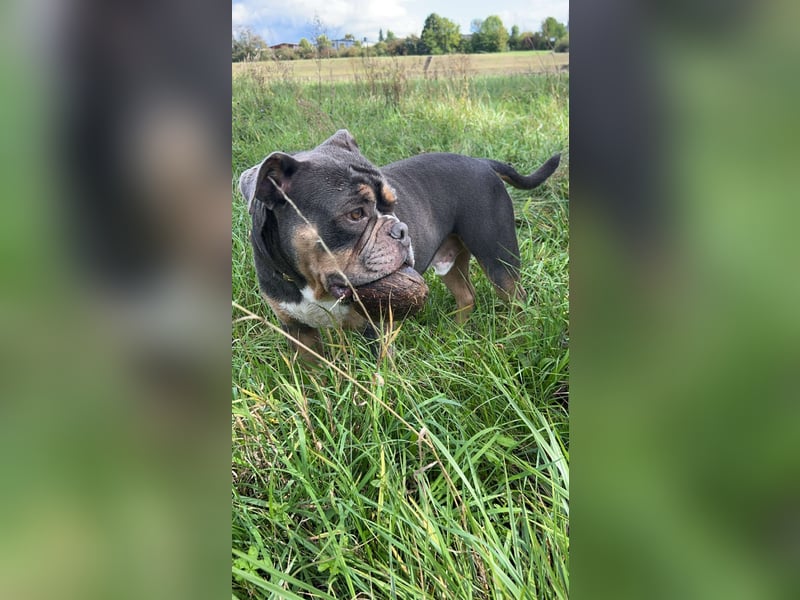 Old englisch Bulldog