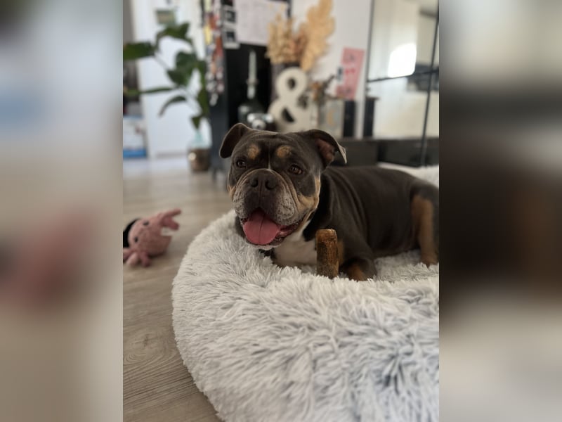 Old englisch Bulldog