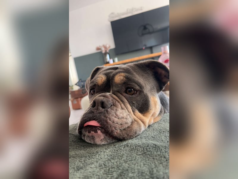 Old englisch Bulldog