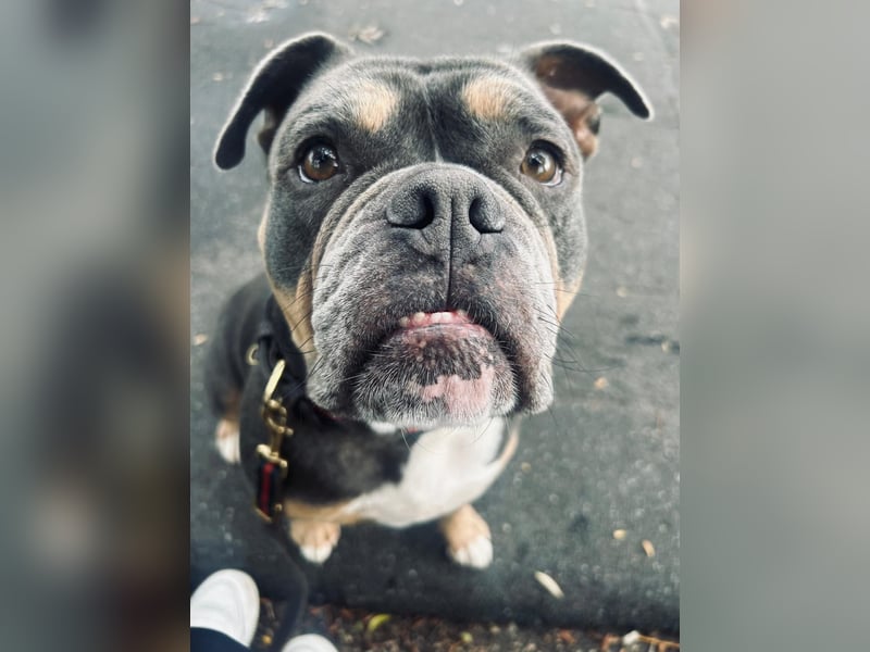 Old englisch Bulldog