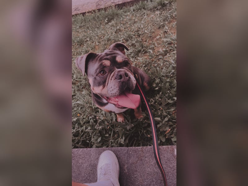 Old englisch Bulldog