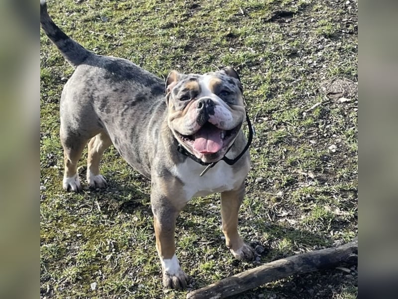 Bulldogge