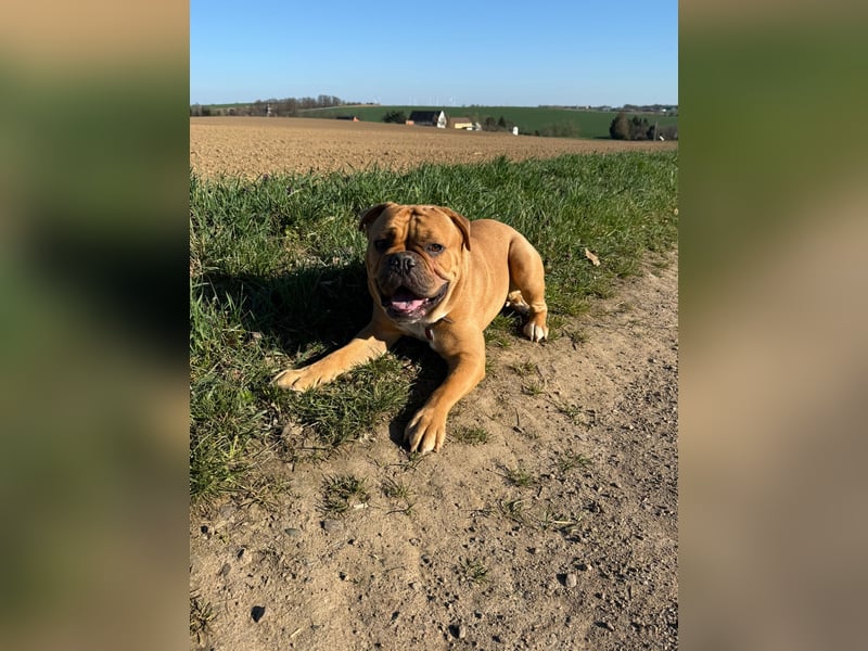 Old englisch Bulldogge Rüde