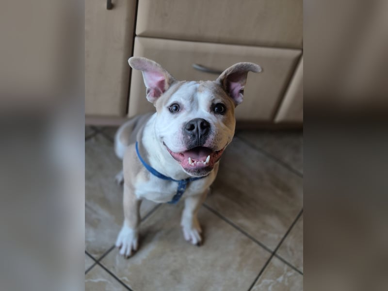 Old English Bulldog sucht ein liebevolles, konsequentes neues Zuhause