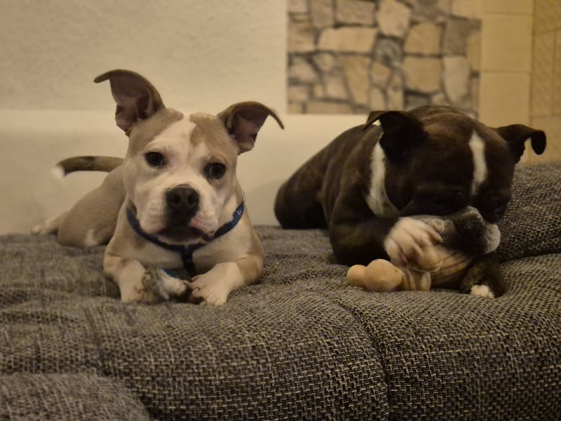 Old English Bulldog sucht ein liebevolles, konsequentes neues Zuhause