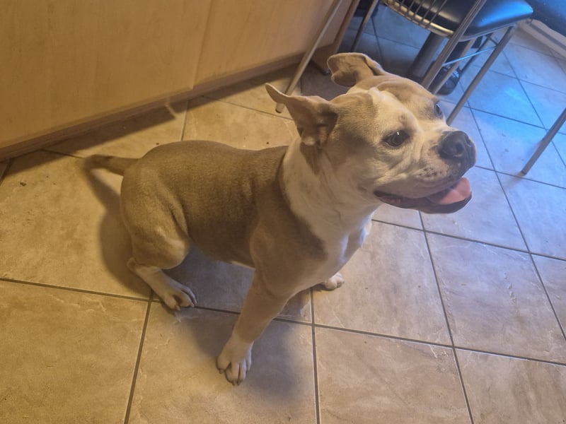 Old English Bulldog sucht ein liebevolles, konsequentes neues Zuhause
