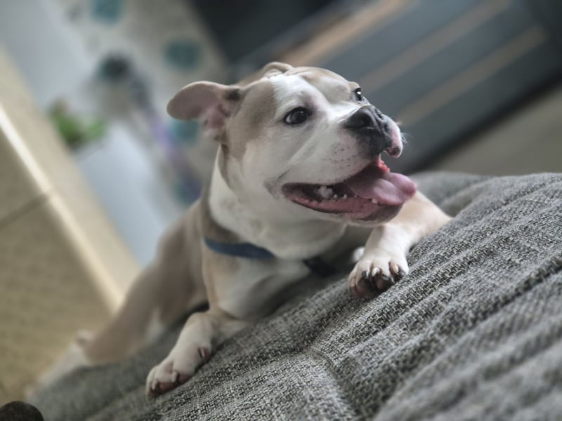 Old English Bulldog sucht ein liebevolles, konsequentes neues Zuhause