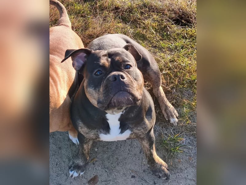 Bezaubernde, knapp 2 jährige Old English Bulldog Hündin abzugeben.