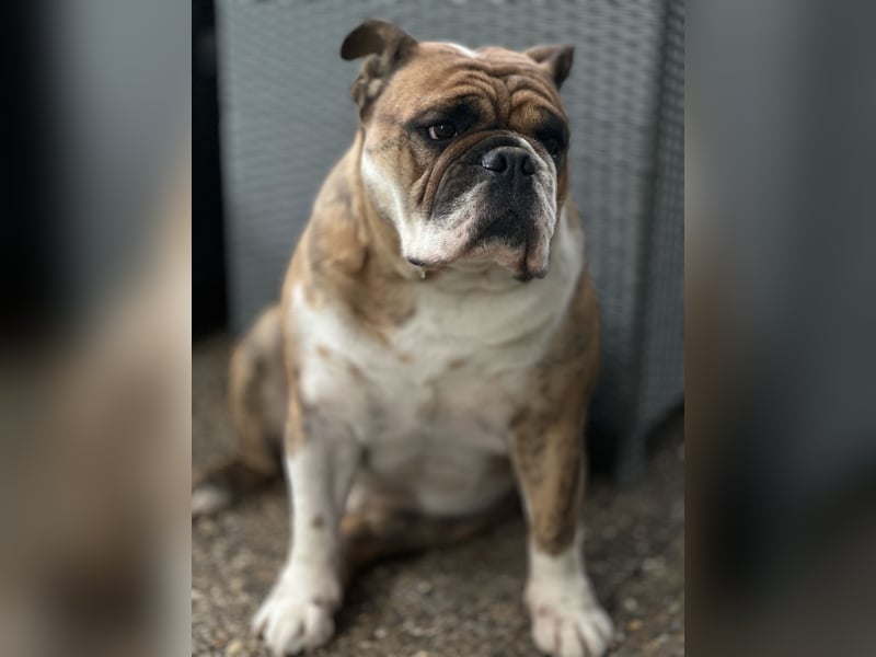 Olde English Bulldoge