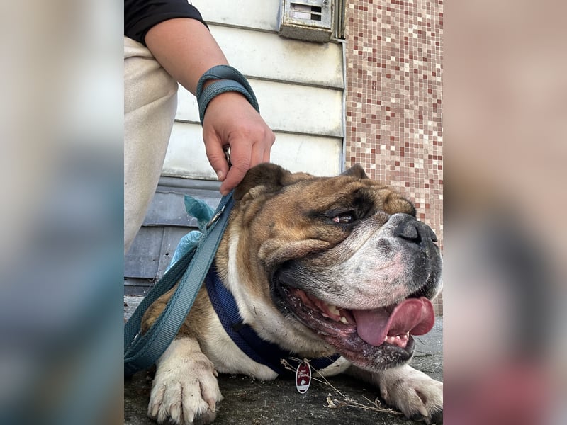 Olde English Bulldoge