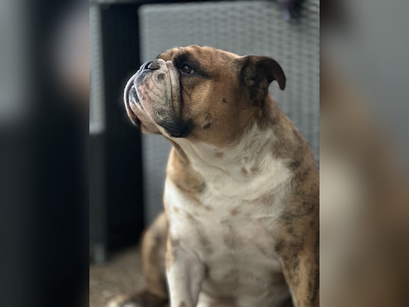 Olde English Bulldoge