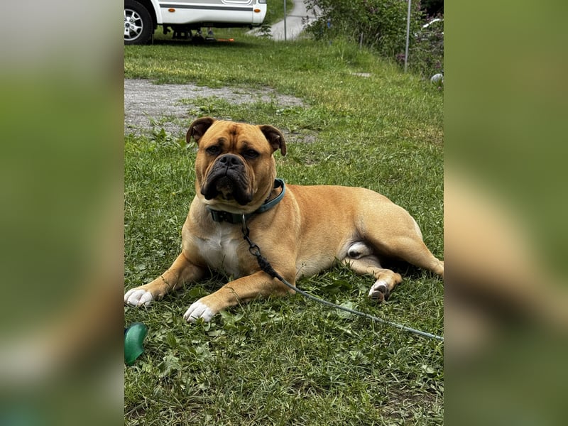 Old English Bulldog, OEB, Deckrüde
