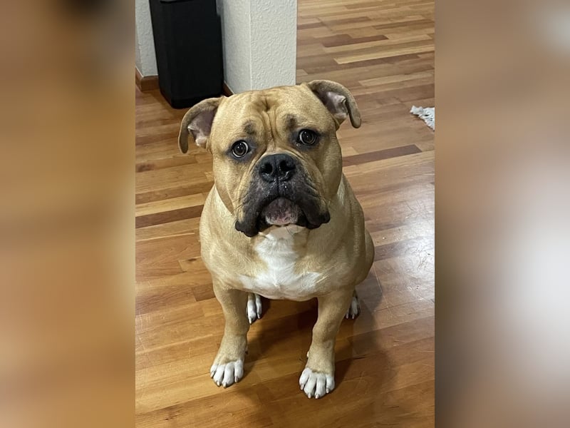 Old English Bulldog, OEB, Deckrüde