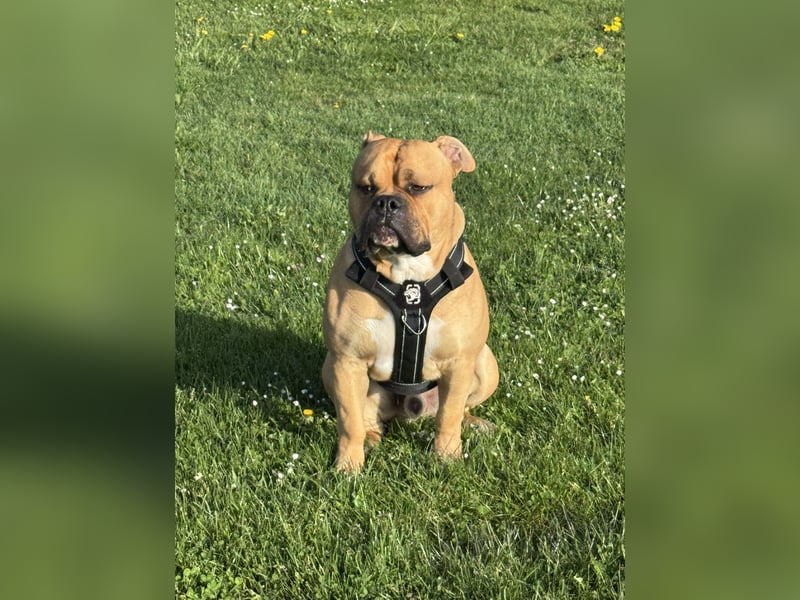 Old English Bulldog, OEB, Deckrüde