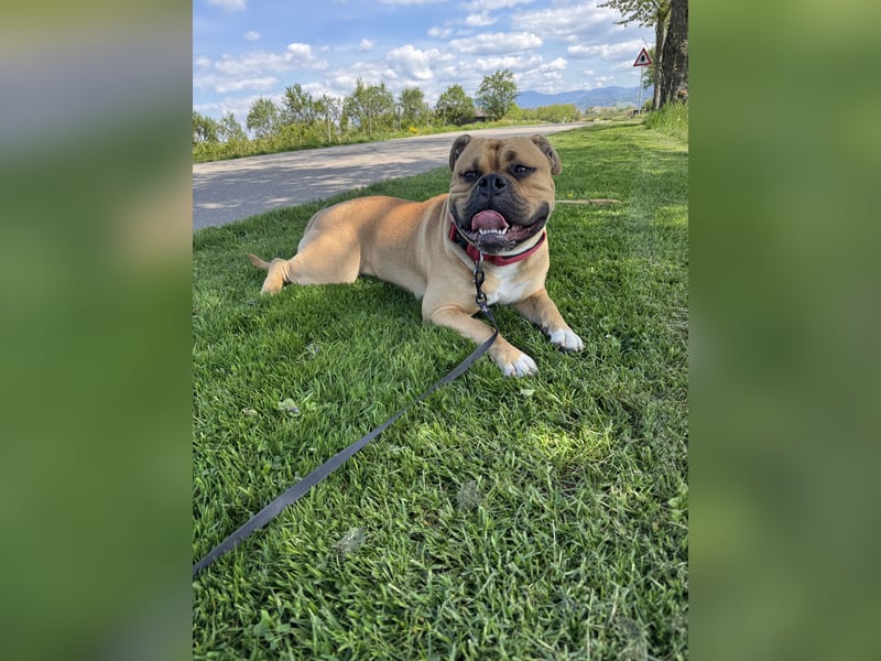Old English Bulldog, OEB, Deckrüde