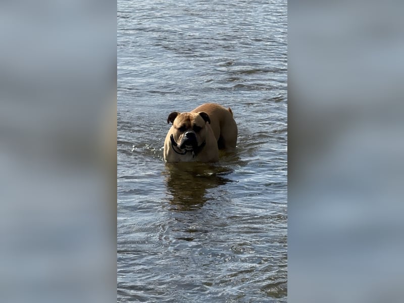 Old English Bulldog, OEB, Deckrüde