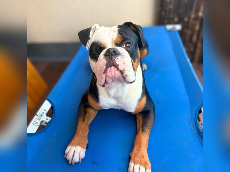 Menschenbezogener Old English Bulldog Bobby wartet in 13347 Berlin.