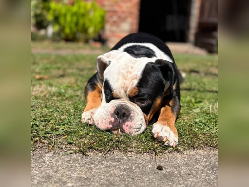 Menschenbezogener Old English Bulldog Bobby wartet in 13347 Berlin.