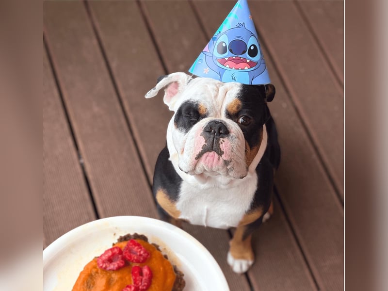 Menschenbezogener Old English Bulldog Bobby wartet in 13347 Berlin.