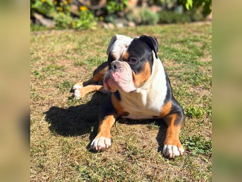 Menschenbezogener Old English Bulldog Bobby wartet in 13347 Berlin.
