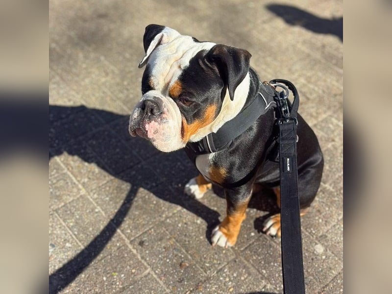 Menschenbezogener Old English Bulldog Bobby wartet in 13347 Berlin.