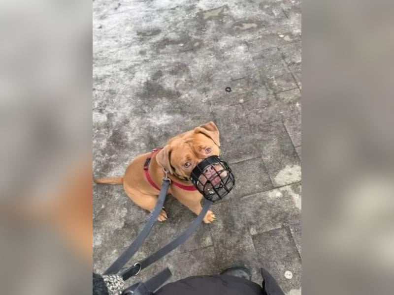 Old English Bulldog Emmi sucht ein neues, verantwortungsbewusstes, liebevolles Zuhause