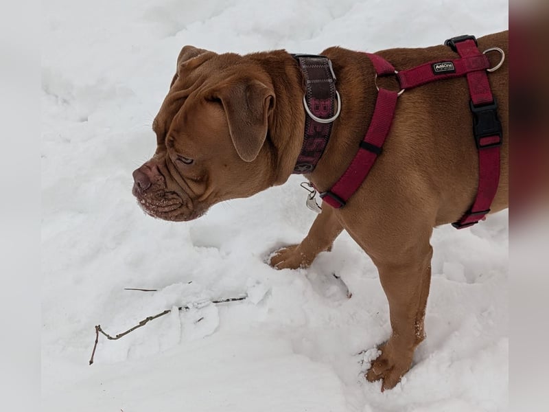 Old English Bulldog Emmi sucht ein neues, verantwortungsbewusstes, liebevolles Zuhause