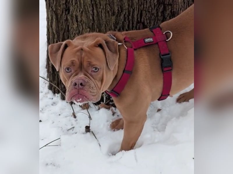 Old English Bulldog Emmi sucht ein neues, verantwortungsbewusstes, liebevolles Zuhause