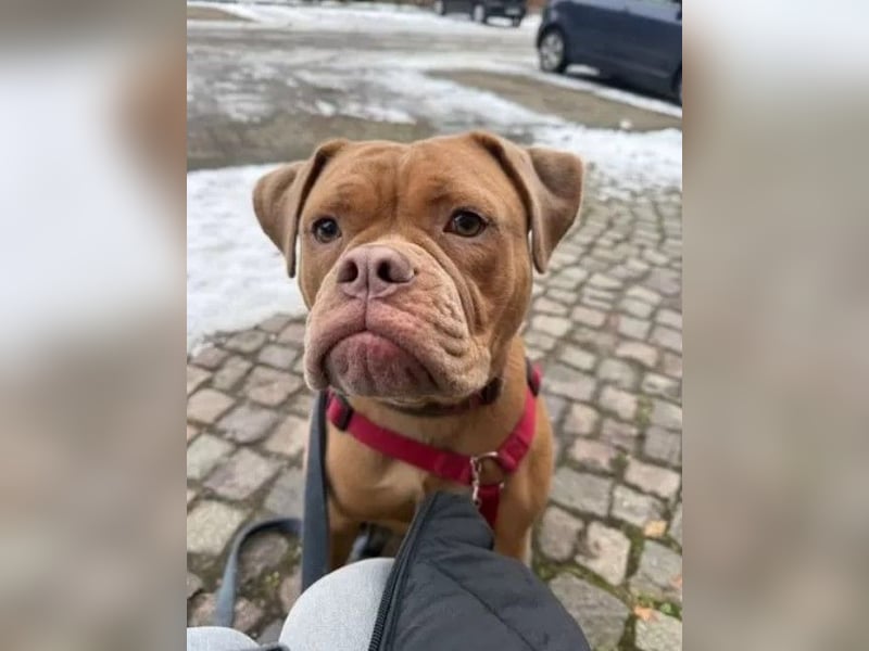 Old English Bulldog Emmi sucht ein neues, verantwortungsbewusstes, liebevolles Zuhause