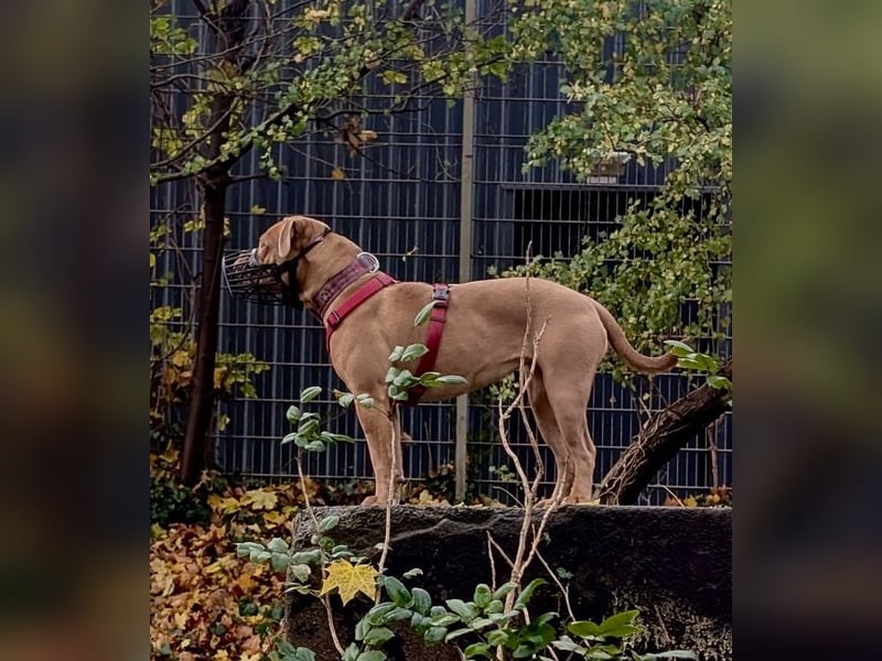 Old English Bulldog Emmi sucht ein neues, verantwortungsbewusstes, liebevolles Zuhause
