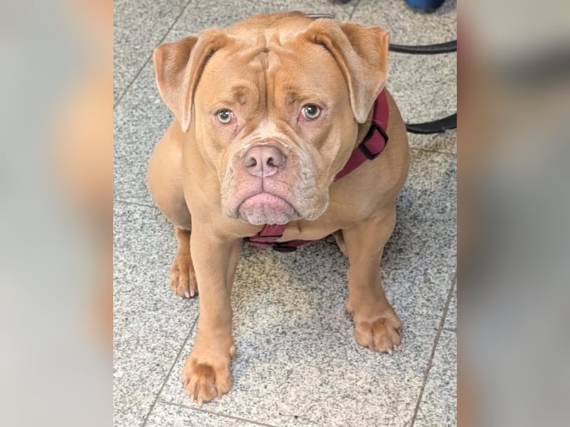 Old English Bulldog Emmi sucht ein neues, verantwortungsbewusstes, liebevolles Zuhause