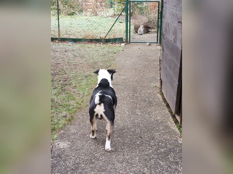 Bulett sucht neues Zuhause